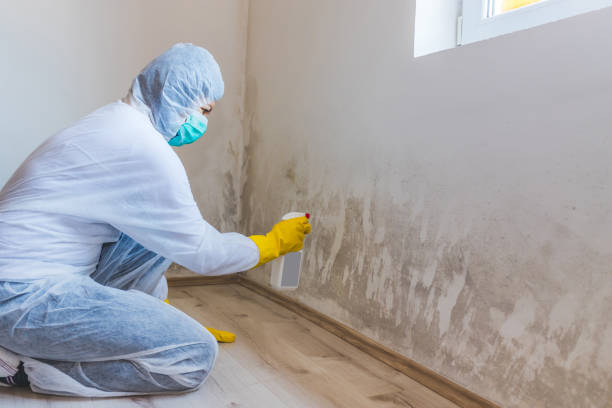Licensed Mold Testing service in Vienna, VA - WQB Mold Removal