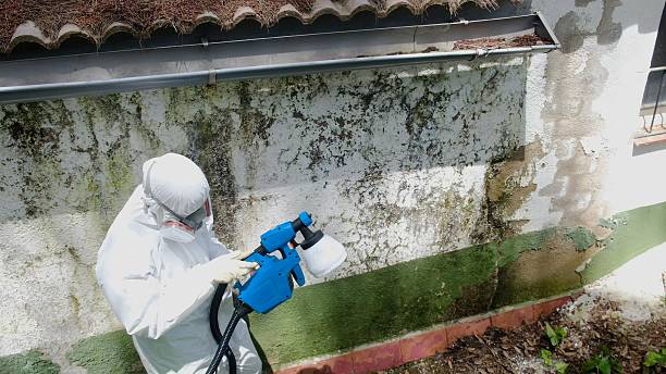 Top rated local Mold Testing specialists in Vienna, VA